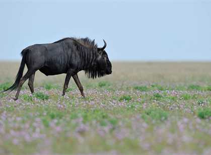 Liuwa Plain